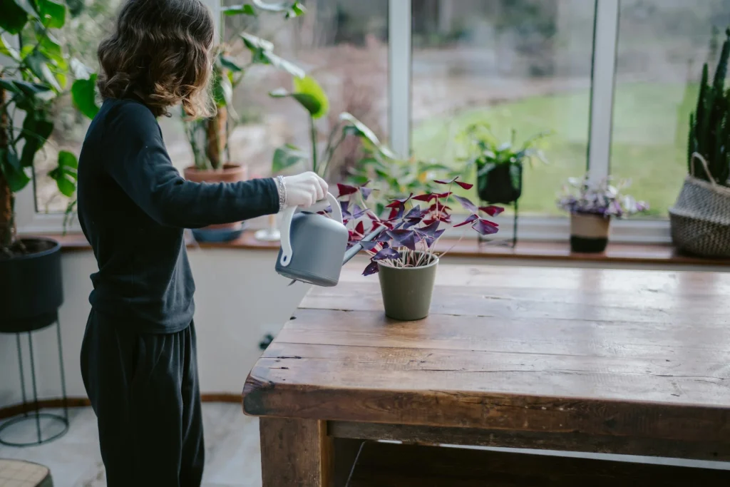 Woman watering potted indoor plant on wooden table applying indoor plant care tips